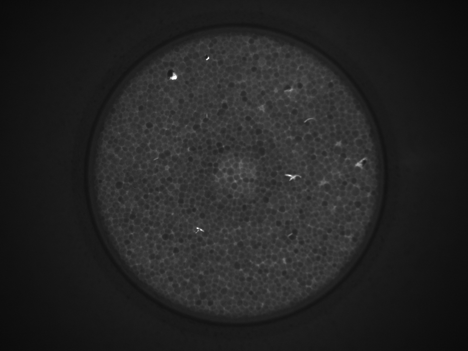 保麗龍杯底破洞檢測