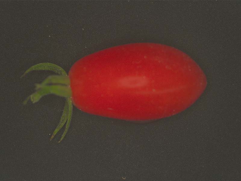 小番茄顏色分級篩選