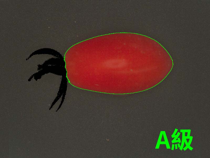 小番茄顏色分級篩選