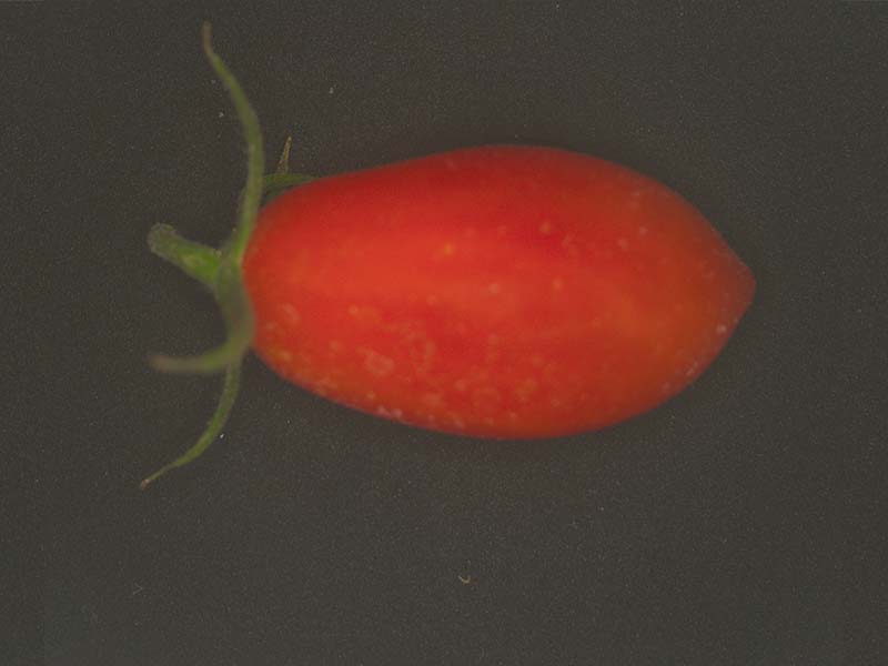 小番茄顏色分級篩選