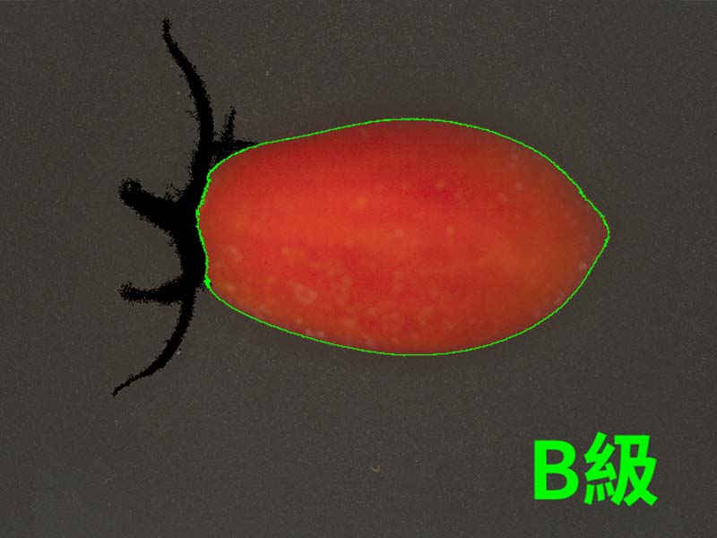 小番茄顏色分級篩選